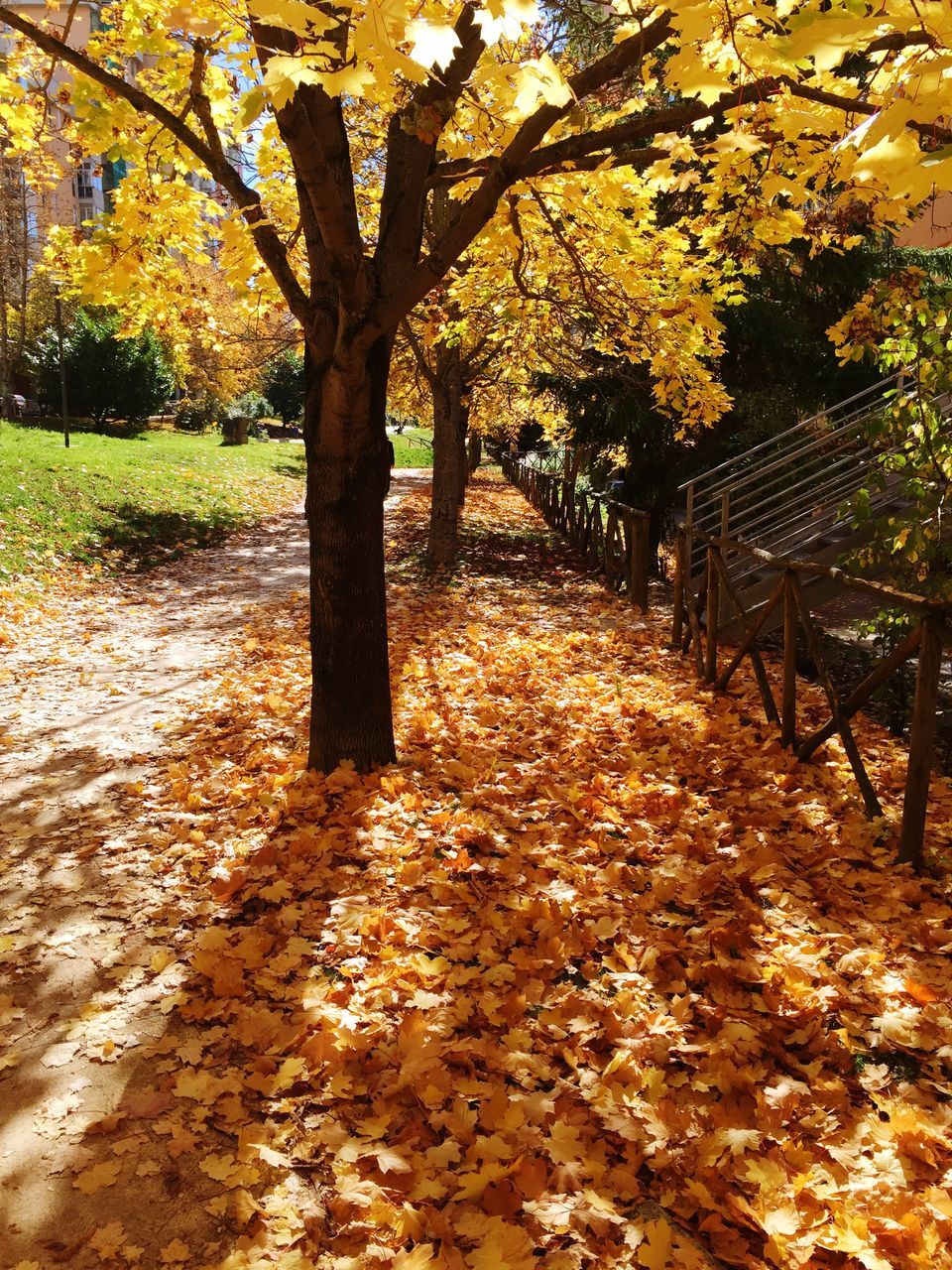 autumn, tree, change, season, leaf, tranquility, growth, nature, the way forward, beauty in nature, tree trunk, branch, fallen, yellow, tranquil scene, footpath, park - man made space, orange color, scenics, sunlight