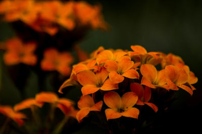 Close-up of orange flowering plant