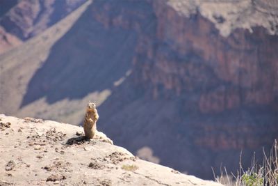 Squirrel in the grand canyon