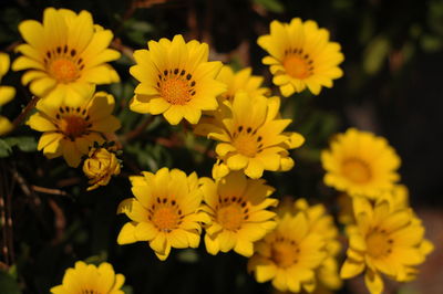 Close-up of yellow flowering plant