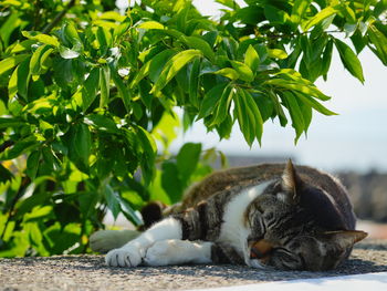 Low angle view of cat