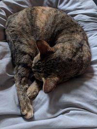 High angle view of cat sleeping on bed