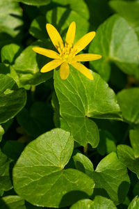 High angle view of yellow flowering plant leaves