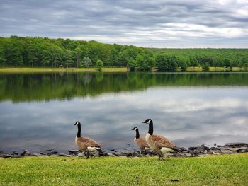 Scenic view of three geese beside lake against sky