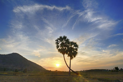 Silhouette trees on field against sky during sunset