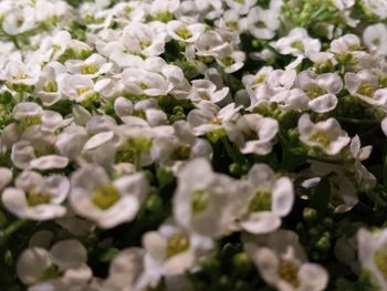 Full frame shot of white flowers