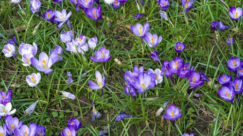 Close-up of purple flowers blooming on field