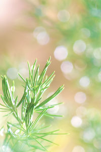 Close-up of pine tree