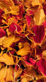 Full frame shot of red roses