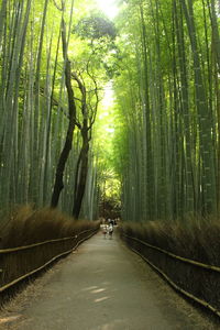 Man walking on road amidst trees in forest