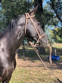 Close-up of horse on field