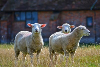 Flock of sheep in a field