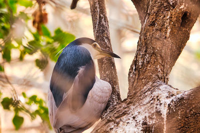 Close-up of bird perching on tree