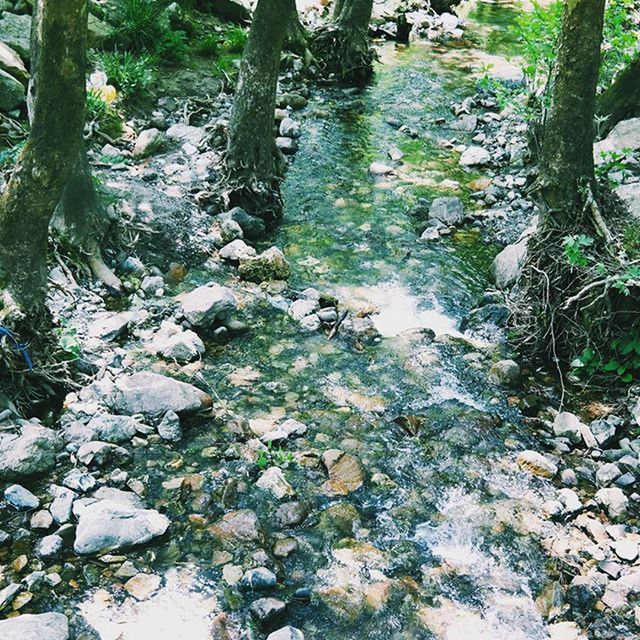 forest, tree trunk, tree, rock - object, nature, stream, tranquility, moss, beauty in nature, growth, water, day, rock, outdoors, no people, flowing water, woodland, textured, tranquil scene, high angle view