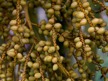 Close-up of berries growing on tree