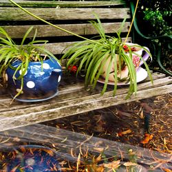 High angle view of potted plants in basket