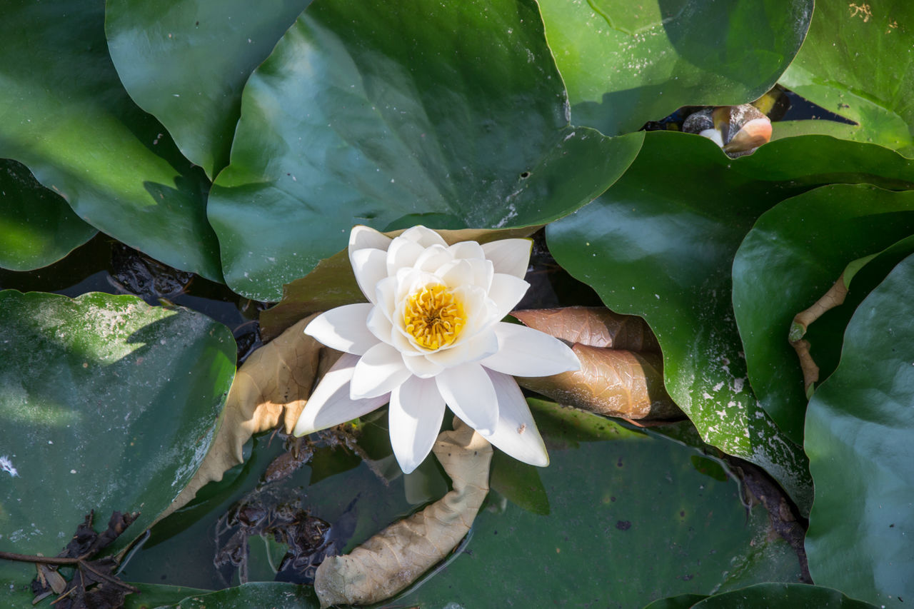 CLOSE-UP OF WHITE WATER LILY ON PLANT