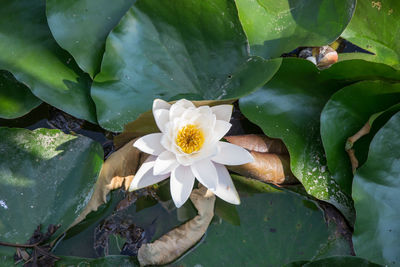 Close-up of white flowering plant