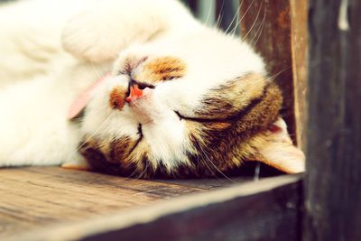 Close-up of cat sleeping