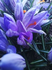 Close-up of crocus blooming outdoors