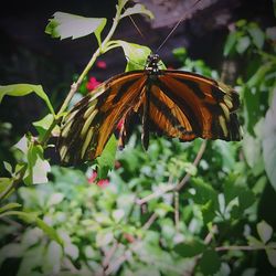 Close-up of butterfly pollinating on plant