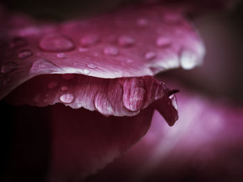 Close-up of pink flower