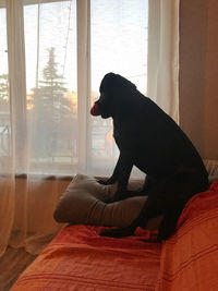 Side view of dog looking through window at home