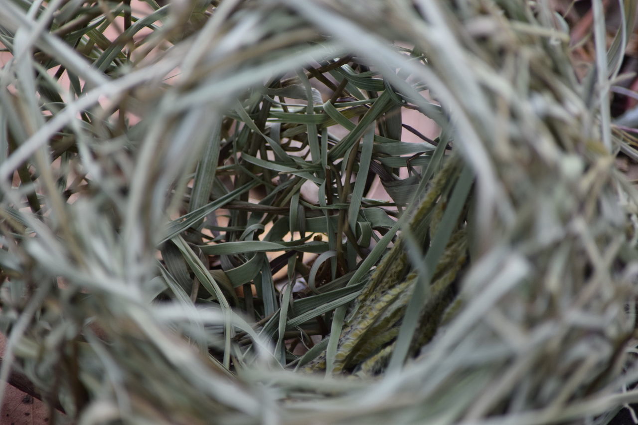 nature, growth, plant, close-up, beauty in nature, no people, outdoors, tree, day, animal themes