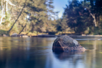 Rock in river amidst trees