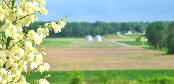 Crops growing on field against sky