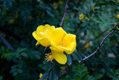 Close-up of yellow flowering plant