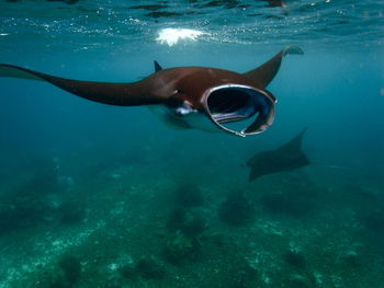 Fish swimming in sea