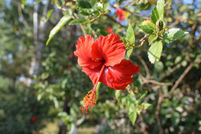 Close-up of red hibiscus flower