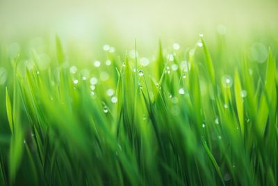 Close-up of wet plants