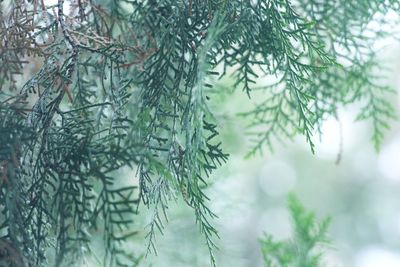 Close-up of pine tree branch