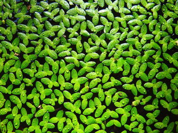 Duckweed is an aquatic plant