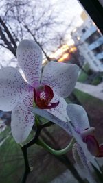 Close-up of flower growing on tree