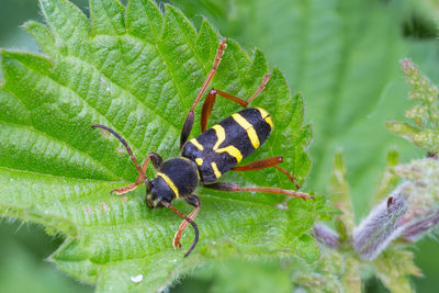 Close-up of insect on plant