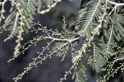 Close-up of frozen plant during winter