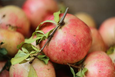 Close-up of apples