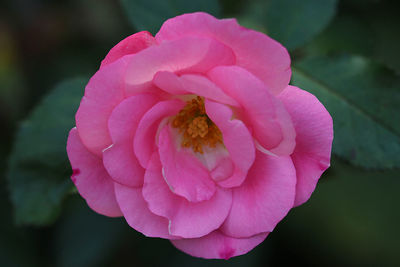 Close-up of pink rose flower