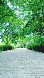 Empty footpath amidst trees