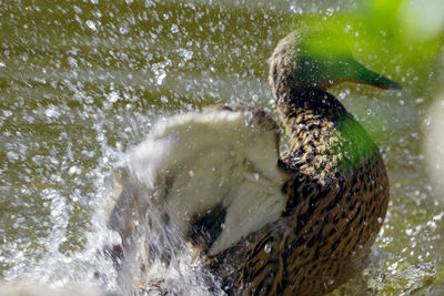 Close-up of duck flapping wings in water