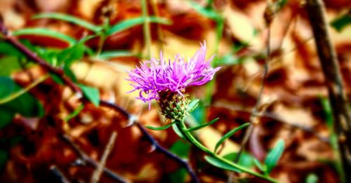 Close-up of flower blooming outdoors