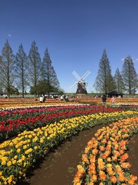 View of flowering plants on field against sky