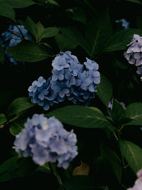 Close-up of purple hydrangea flowers