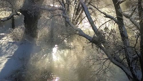 Bare trees in water