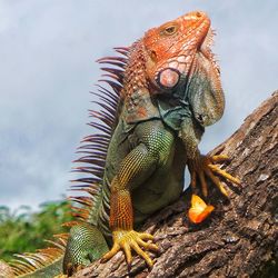 Close-up of iguana on a tree