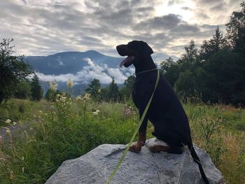 View of a dog on landscape