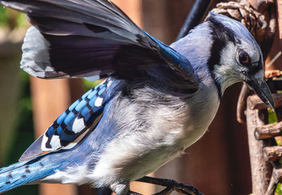 Close-up of bird